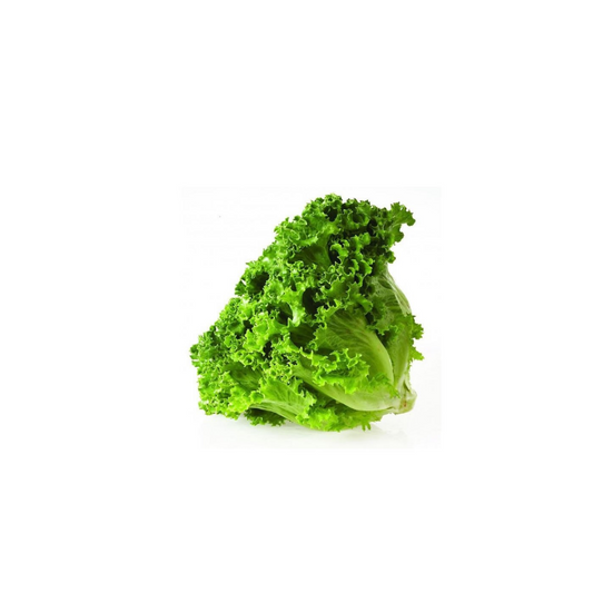 LECHUGA ORGANICA
